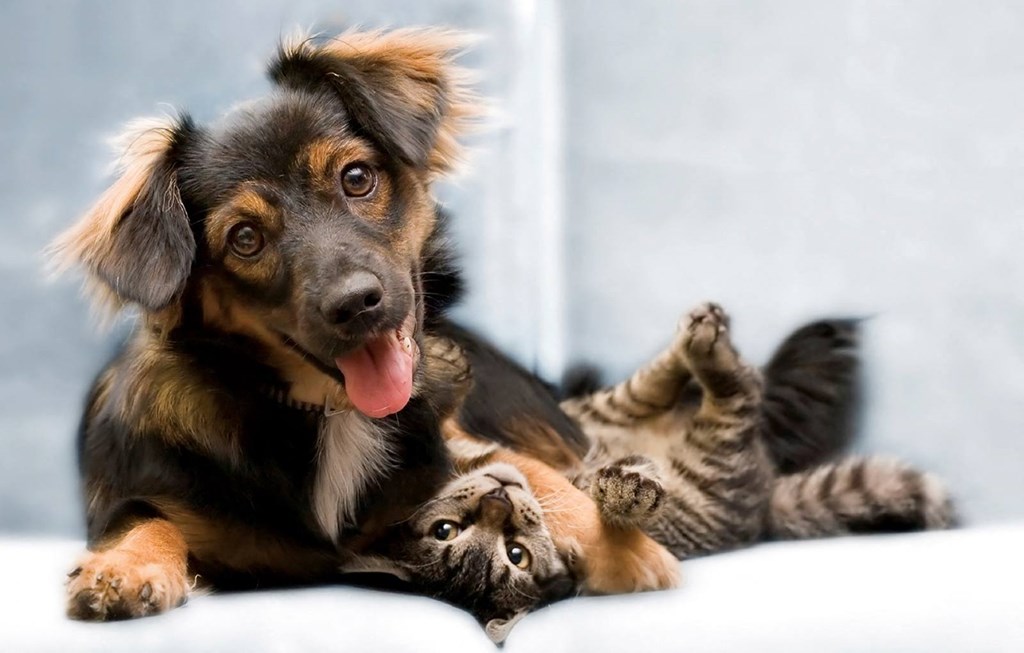 Pet-Friendly Community at Covington Crossings 55+ Senior Living, Covington, Georgia