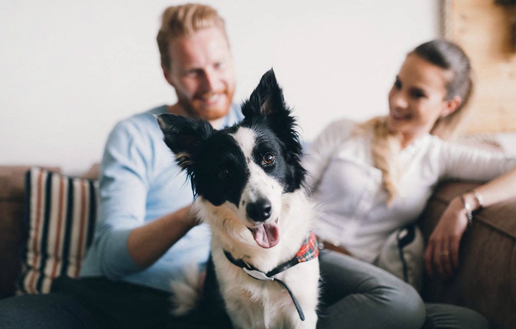 Dominium-Groves of Lawrenceville-Pet-Friendly Community