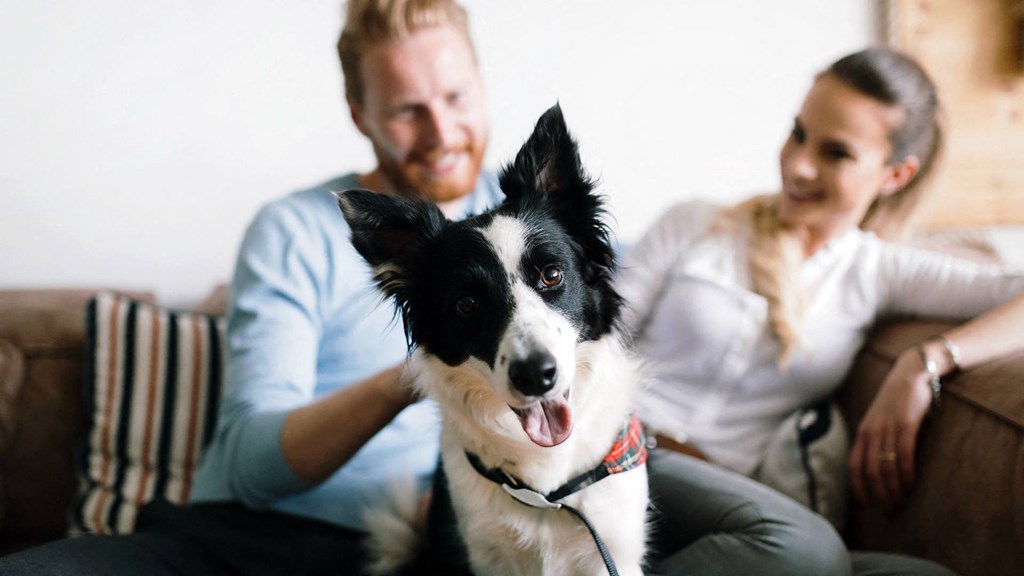 Dominium-Oaks at St John-Pet-Friendly Community