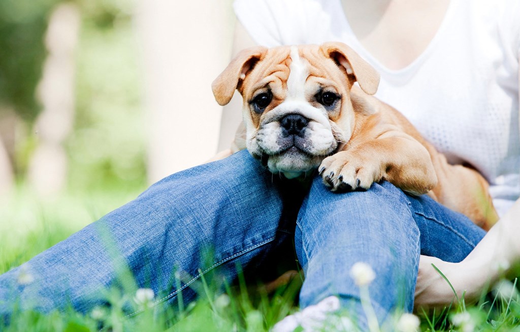 Dominium-Oasis at Twin Lakes-Pet Friendly Community