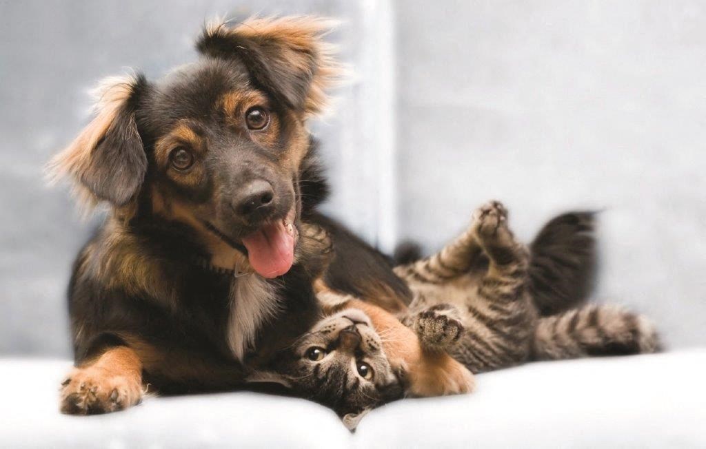 Dominium-Riverstation-Pet Friendly at Riverstation, Texas, 75217