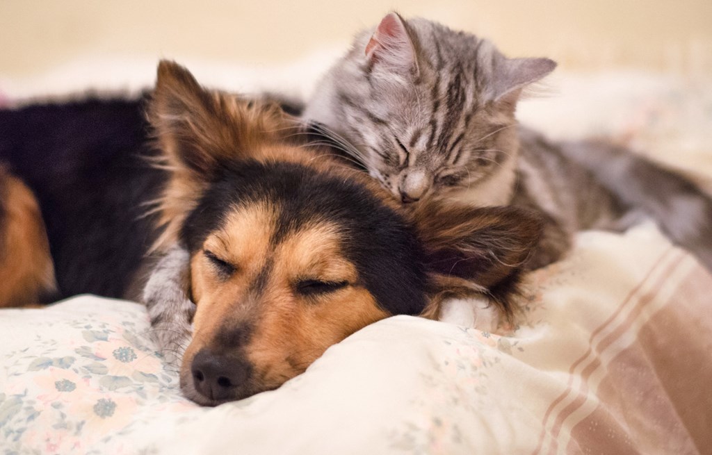 Dominium_Albertville Meadows_Pet-Friendly Lifestock Photo