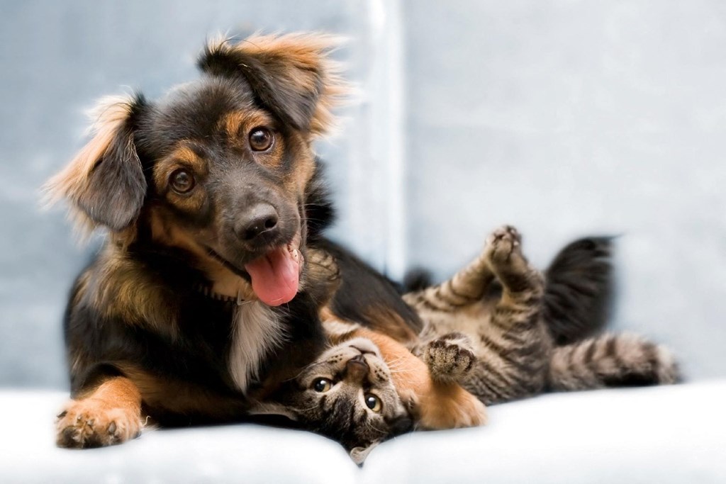 Pet-Friendly at The Flats on Waters Edge, Hermitage, TN