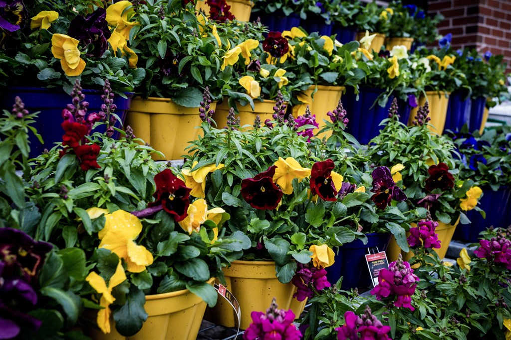 A bunch of yellow and purple flowers in pots.
