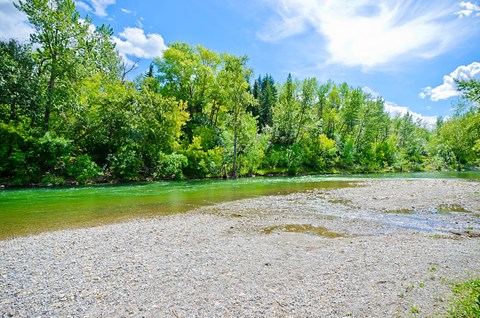 A river flows through a forest with a rocky shore.