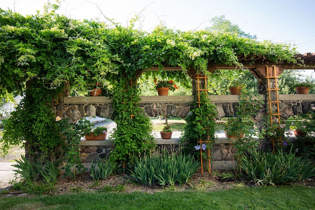 A green vine plant is growing over a stone wall and a wooden trellis.