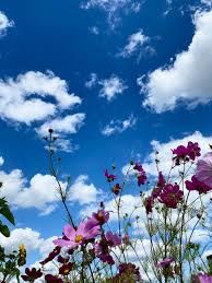 a field of flowers with clouds in the sky