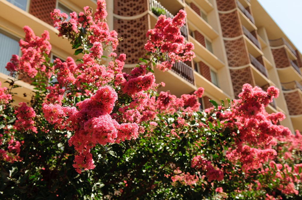 Pink flowers in front of a building.