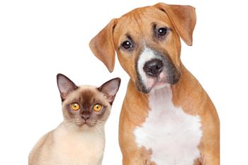 a dog and a cat on a white background