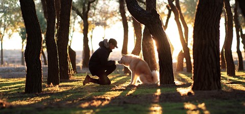 Person and a dog are playing in the sunlight between trees.