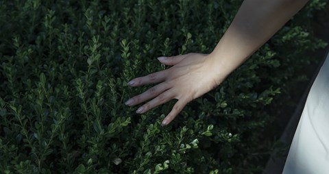 A person's hand is gently touching a green plant.