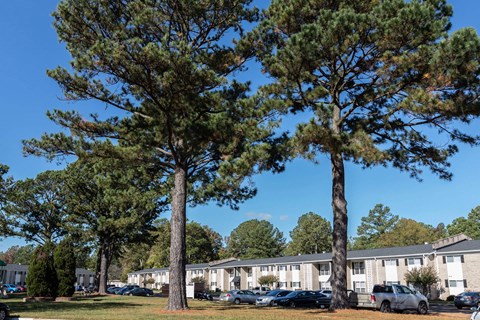 Two trees in front of apartment buildings.
