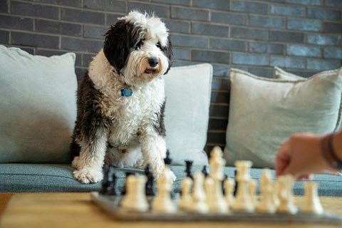A dog is sitting on a couch playing chess.