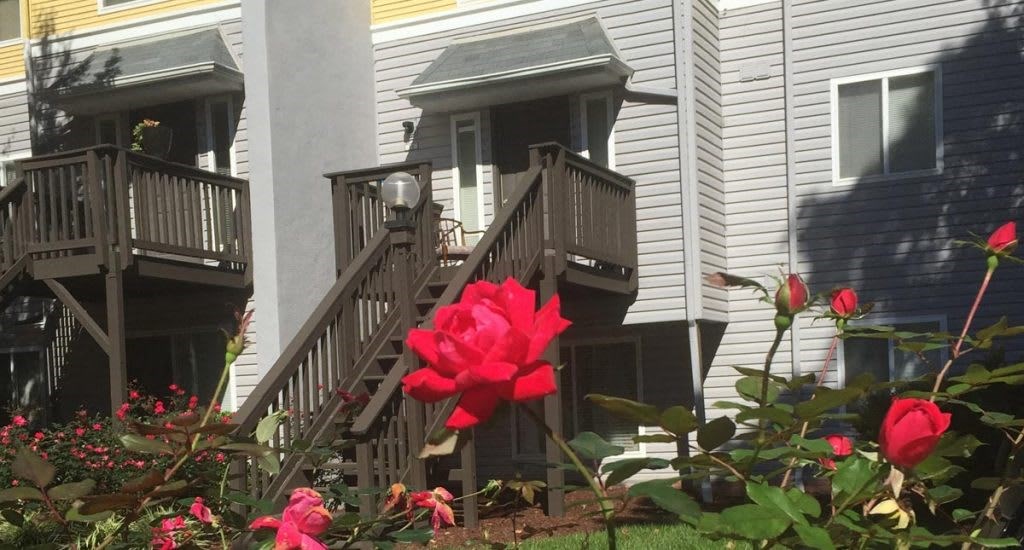 a flower in front of a house