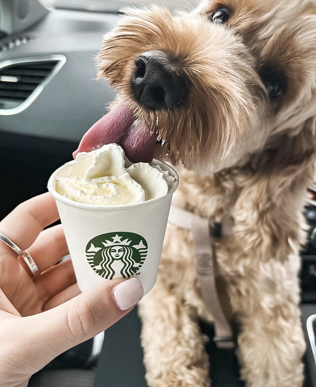 A dog licks a Starbucks cup.