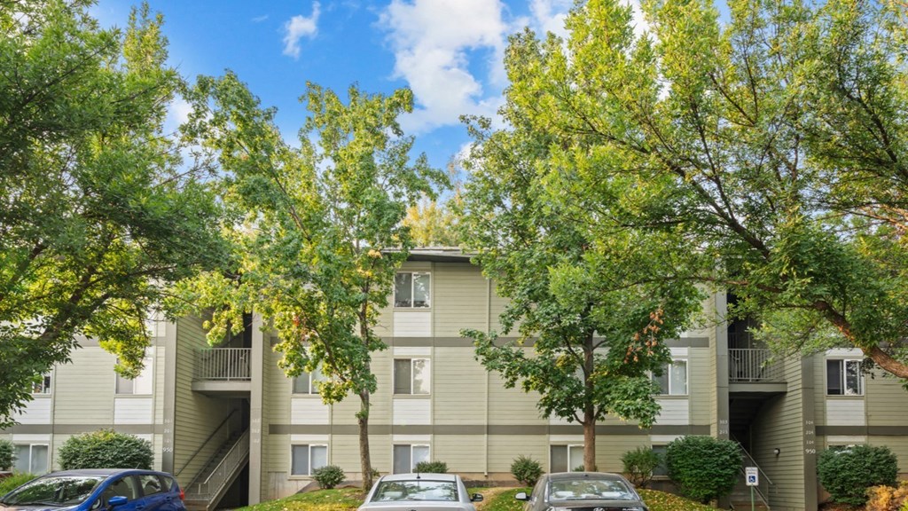 A tree with green leaves in front of a building.