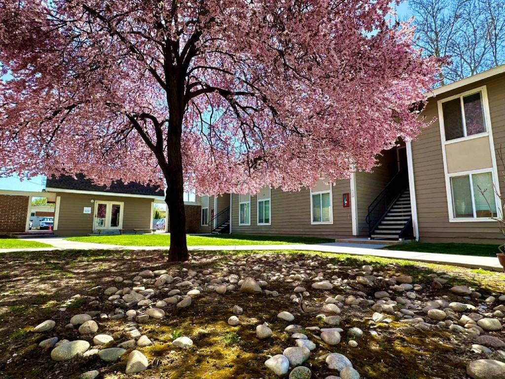 A tree with pink blossoms stands in front of a building.