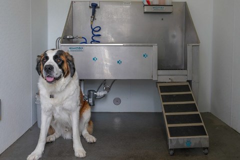 A dog is sitting in front of a stainless steel sink.