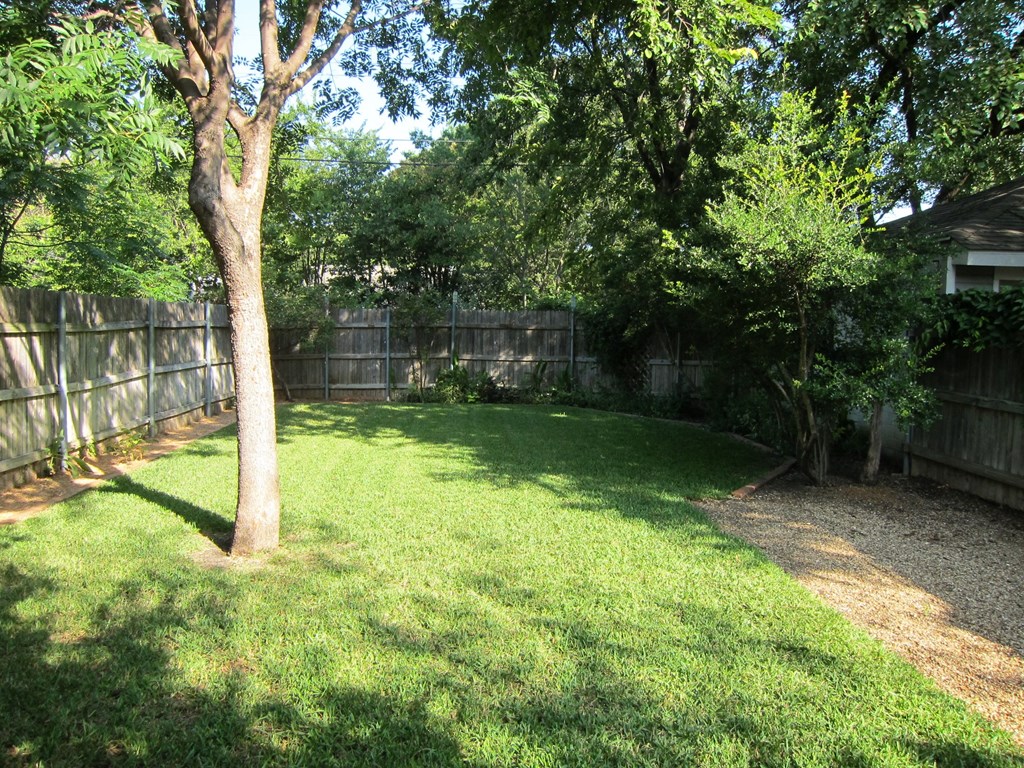 A backyard with a tree and a fence.