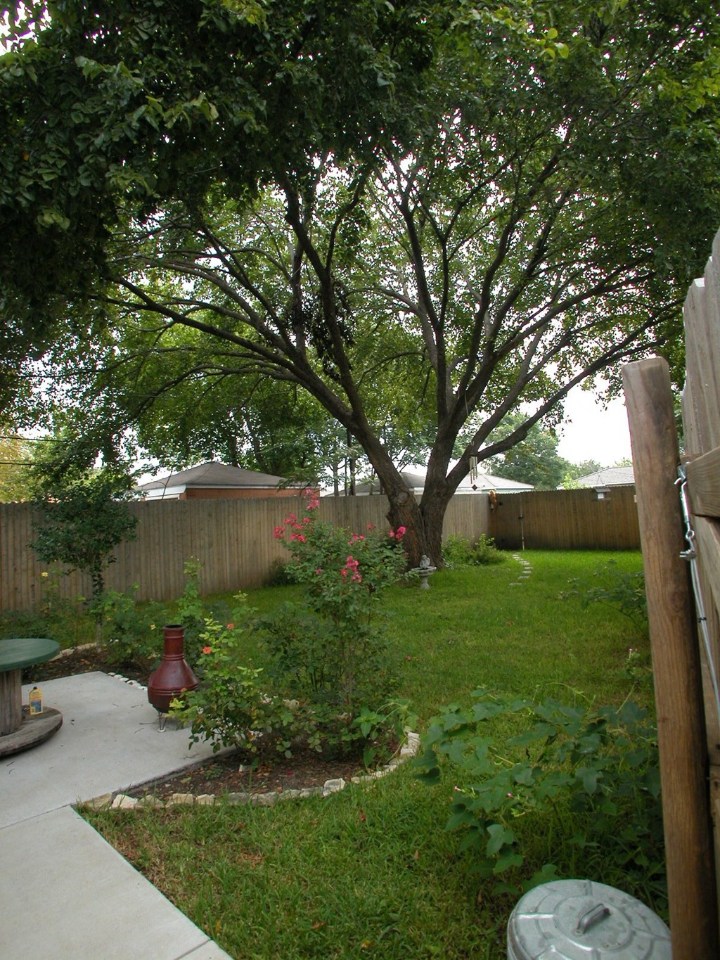 A tree in a backyard with a fence and a red object in the middle of the yard.