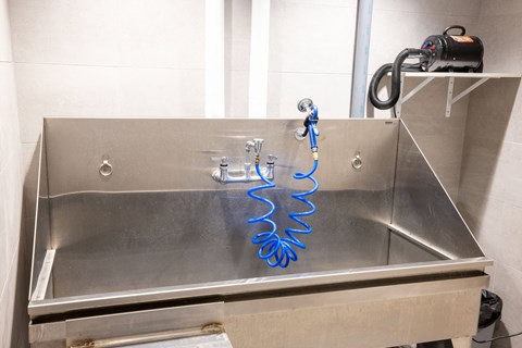 A stainless steel sink with a blue spring attached to the faucet.