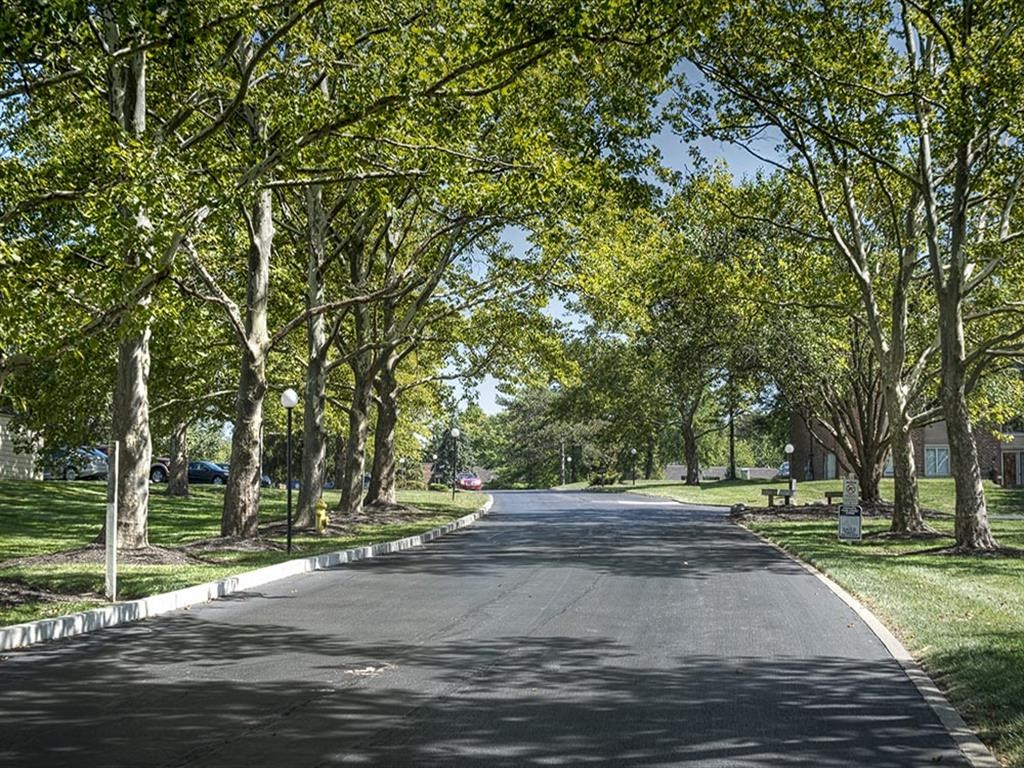 a street with trees on both sides of it