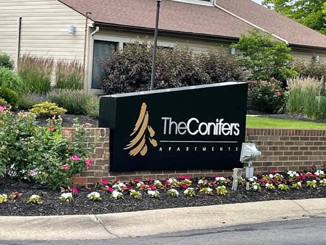The Conifers