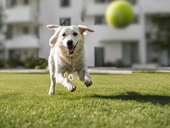 A dog is running towards a tennis ball in a grassy area.
