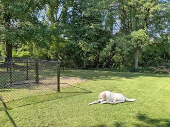 A dog is lying on the grass in a park.