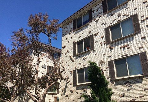 A tree is in front of a building with many windows.