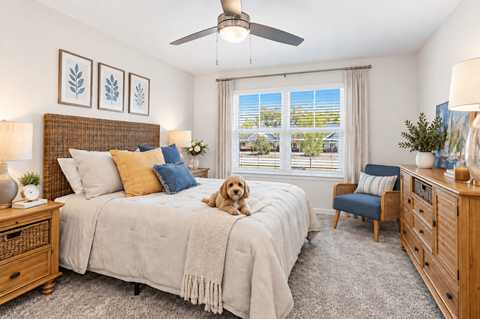 A dog is sitting on a bed in a bedroom with a ceiling fan.