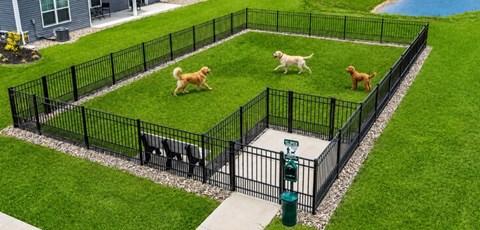 Three dogs are playing in a fenced yard.
