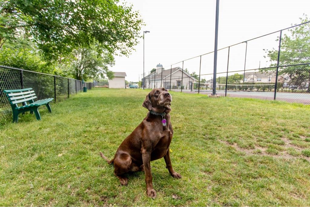 A brown dog sits on a grassy field.