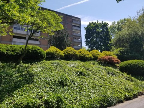 A building is behind a green hedge.