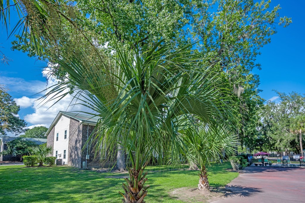 A palm tree in the foreground with a building in the background at Brackenbrook Apartments, North Charleston