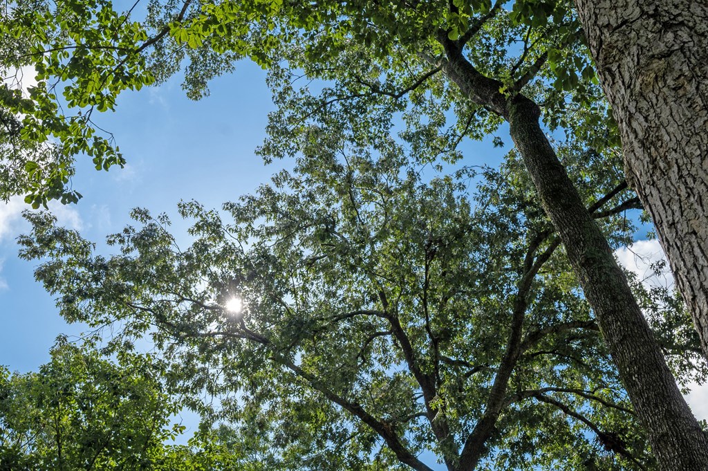 A tree with green leaves and the sun shining through the branches at Sawbranch Apartments, Summerville, South Carolina