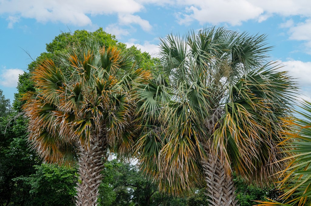 Two palm trees with green and brown fronds at The Landing Townhomes Apartments, Hanahan