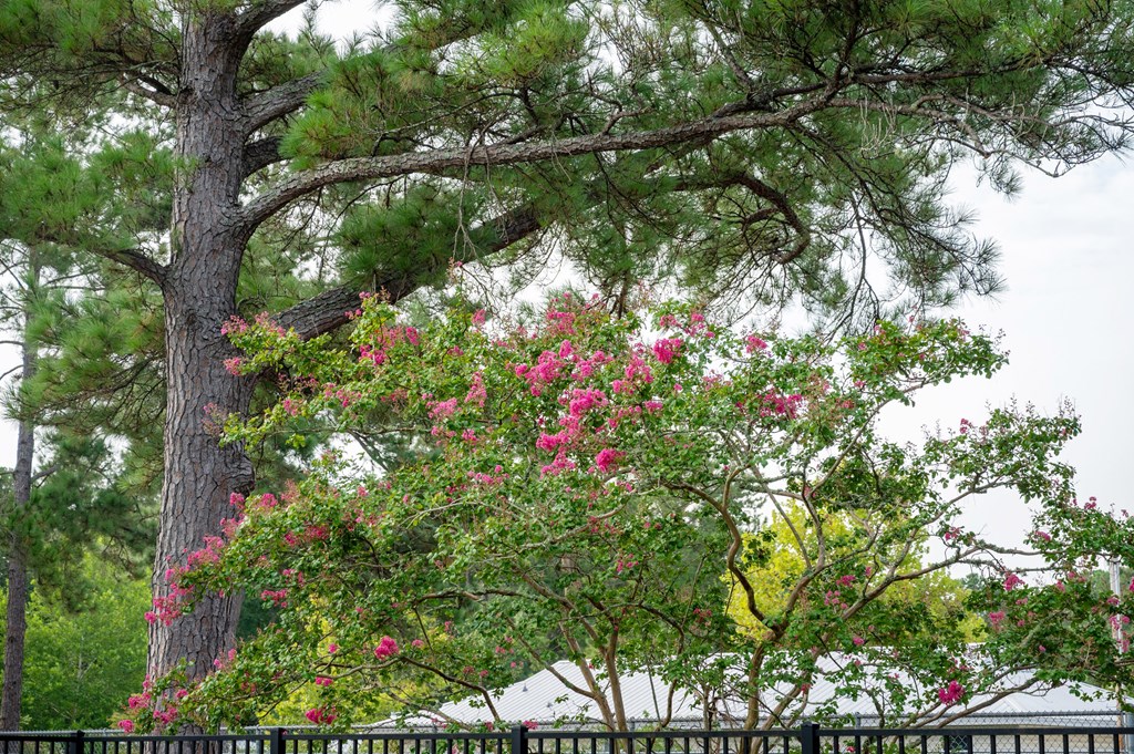 A tree with pink flowers in the foreground and a white house in the background at Woodlocke Apartments, Moncks Corner