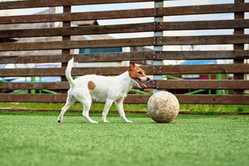 A dog is playing with a ball on a green surface at Coro Apartments, California 90016