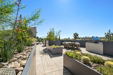 A sunny day at a modern rooftop garden with cacti and wooden benches at 1915 Park, Los Angeles, CA 90026