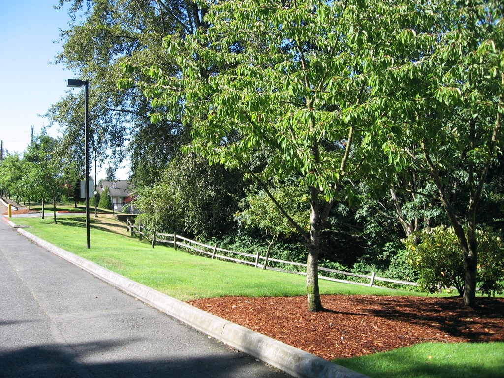 A tree-lined street with a sidewalk and a fence.