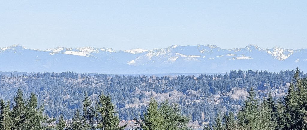 A forest of trees with snow covered mountains in the background.