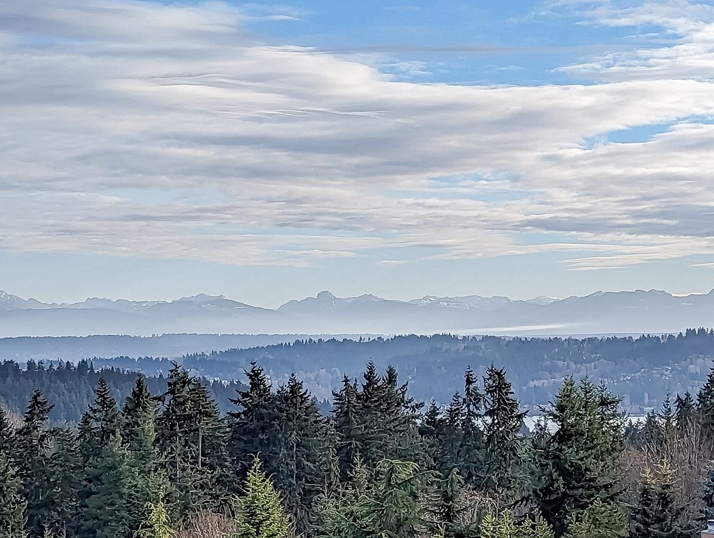 A forest of trees with a mountain range in the distance under a cloudy sky.