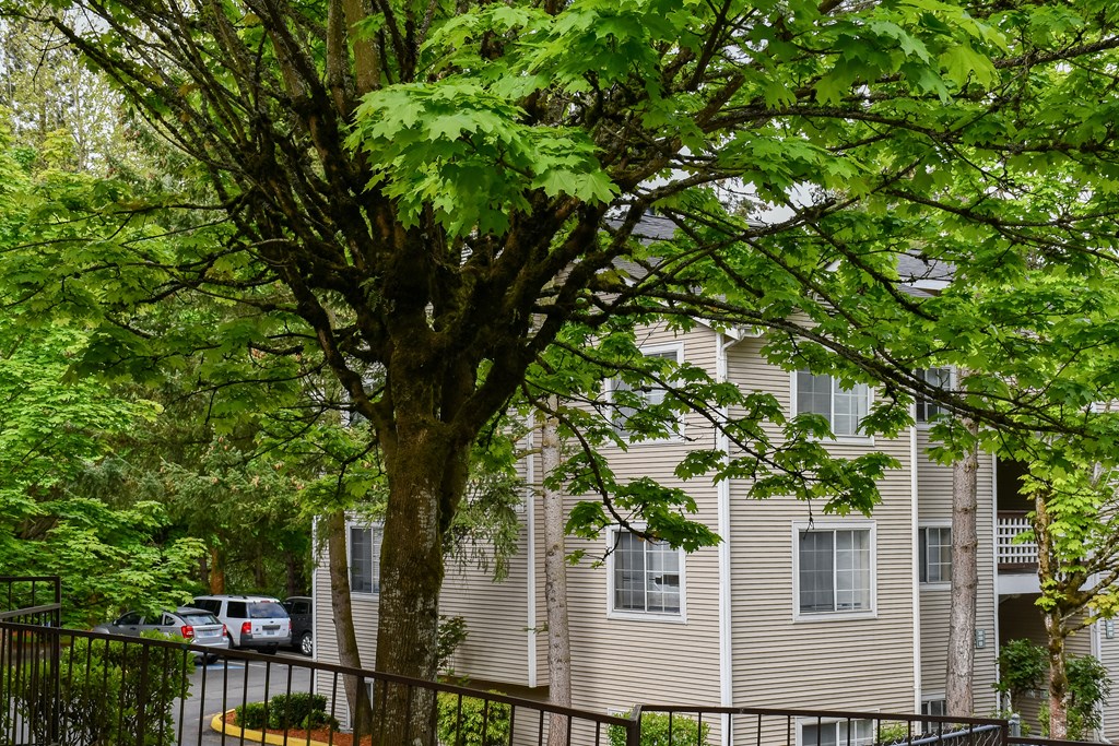 A tree in front of a building with a car parked in the driveway.