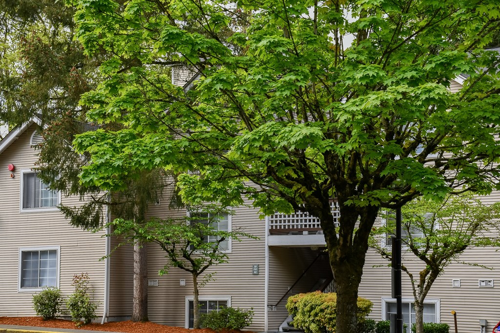 A tree in front of a building with a balcony.
