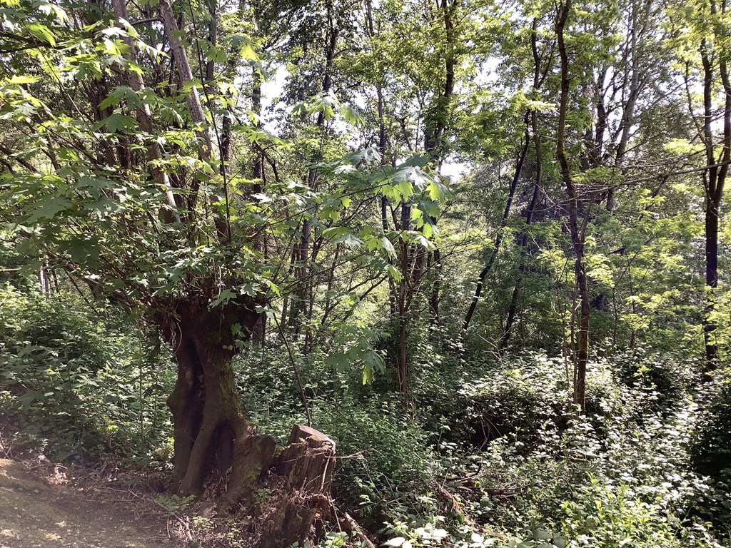 A forest scene with a large tree in the foreground and a clearing in the background.