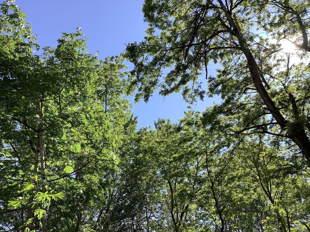 A dense green forest with sunlight filtering through the leaves.