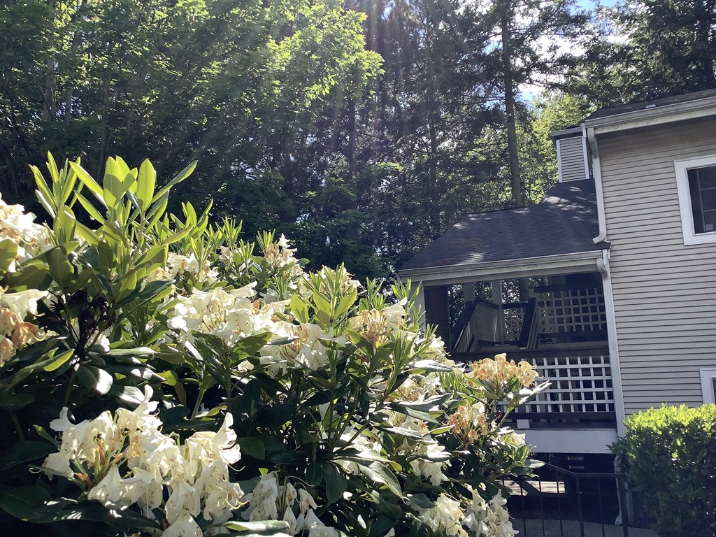 A bush with white flowers is in the foreground of a house with a deck.
