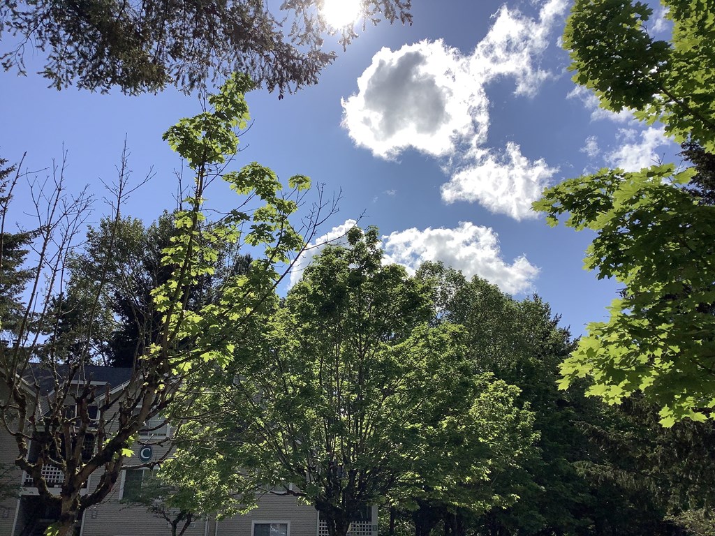 A tree with green leaves is in the foreground with a blue sky and white clouds in the background.