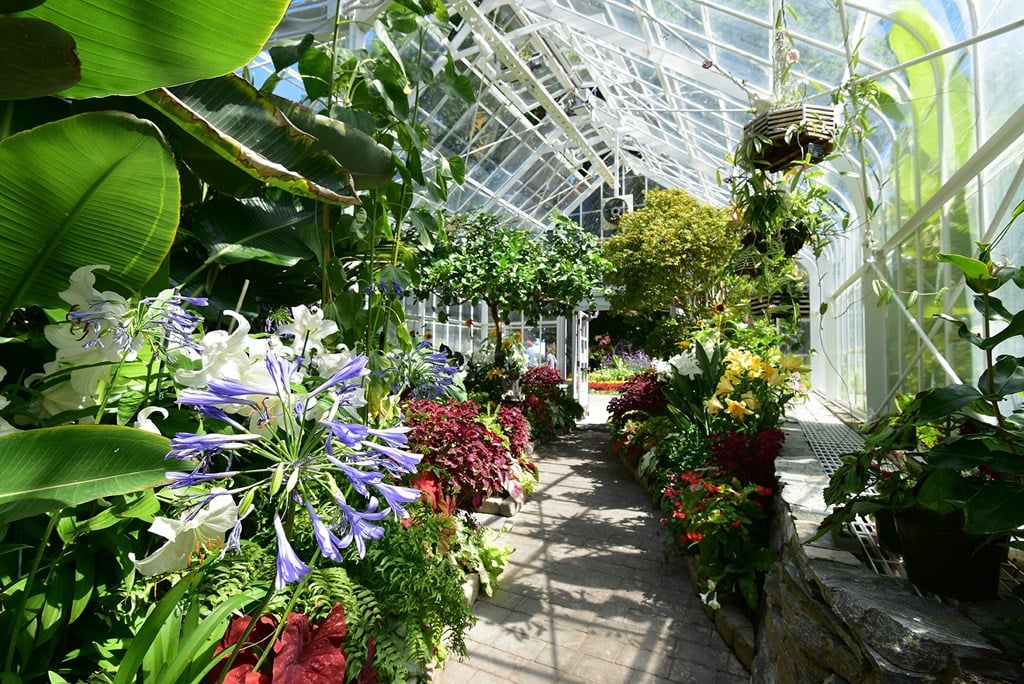 A greenhouse with a variety of plants and flowers.